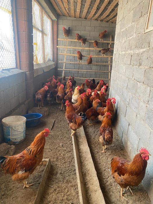 Петухи Кучинские