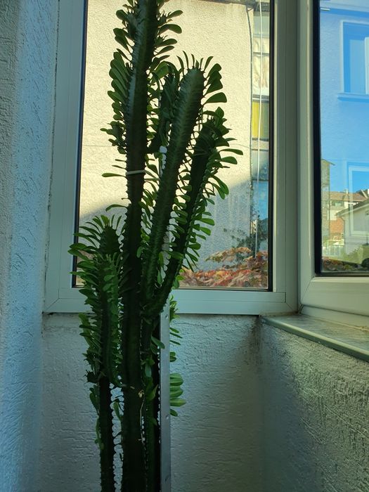 Кактус Euphorbia голям