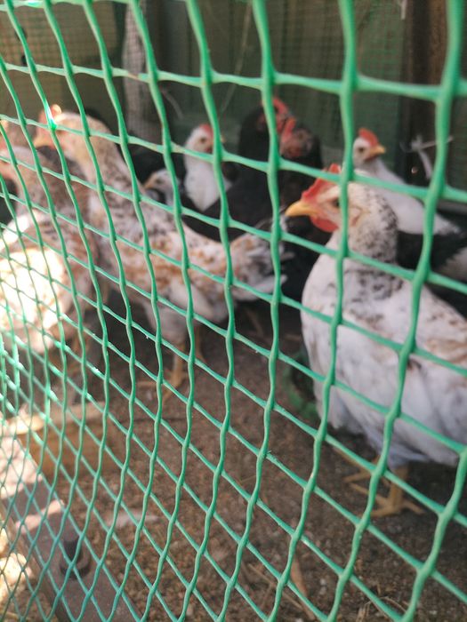 Продам цыплят домашних, несушки.Также броллеры