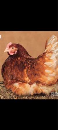 Кокошки Ломан Браун с висока носливост