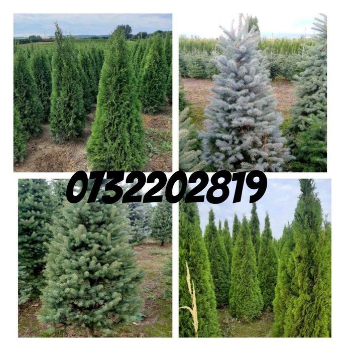 Vând Brazi argintii și verzi cu balot pentru plantare sau la ghiveci