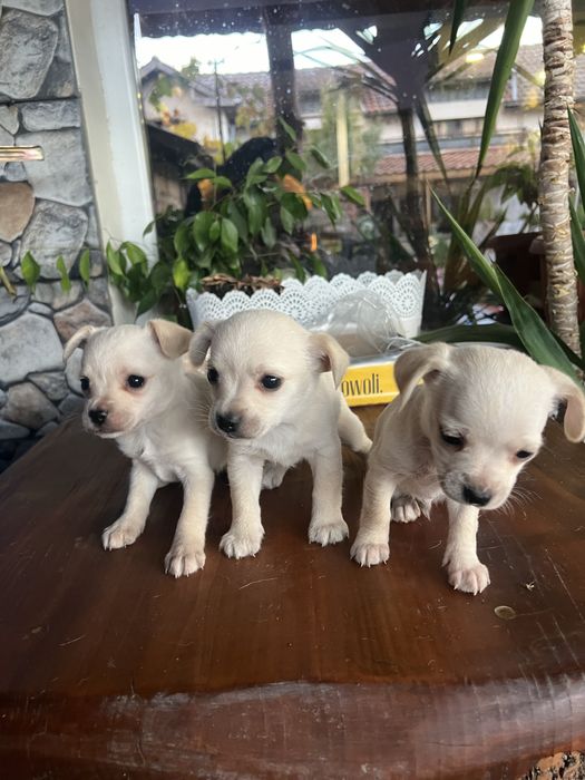 Бели пинчери на два месеца