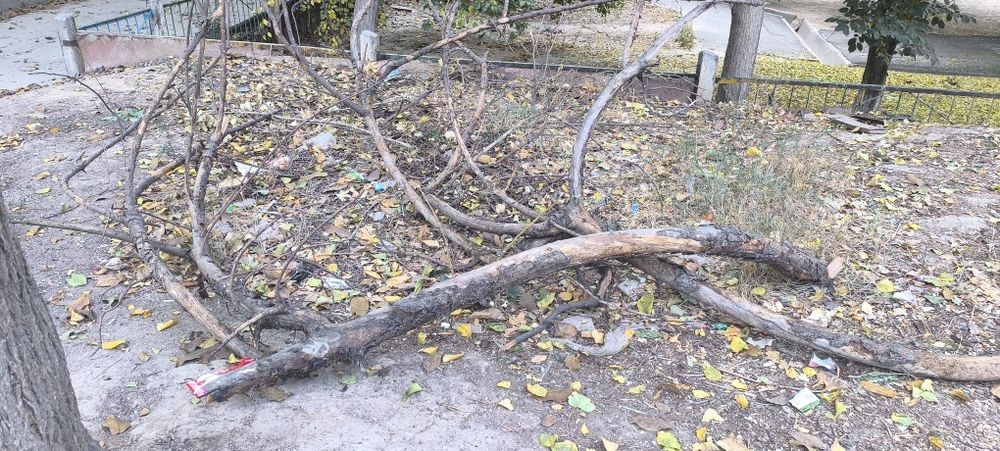 Дрова ( урюк, орех) самовывоз