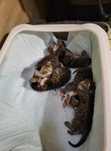 5 котенца си търсят дом!