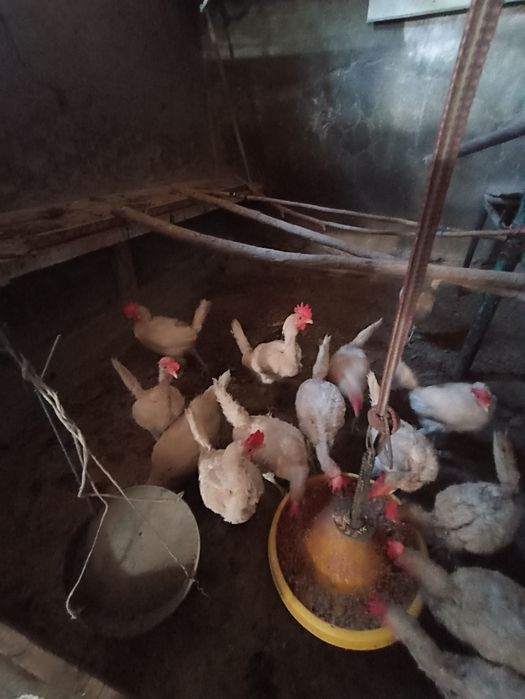 Продам курицы СРОЧНО!!