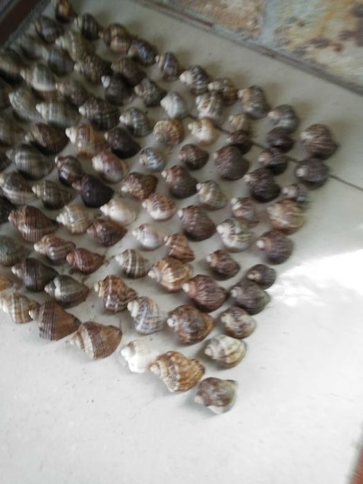 Рапани  за декорация