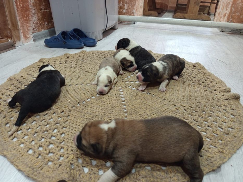 Щенки САО (алабай)