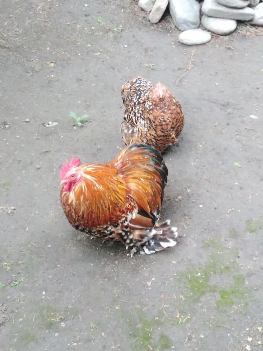 Продавам кохин петле