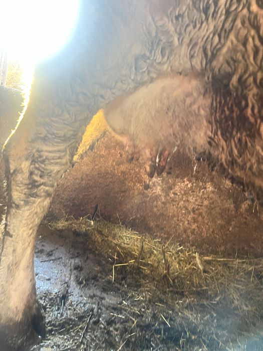 Vand juninca cu vitel se dau si separat