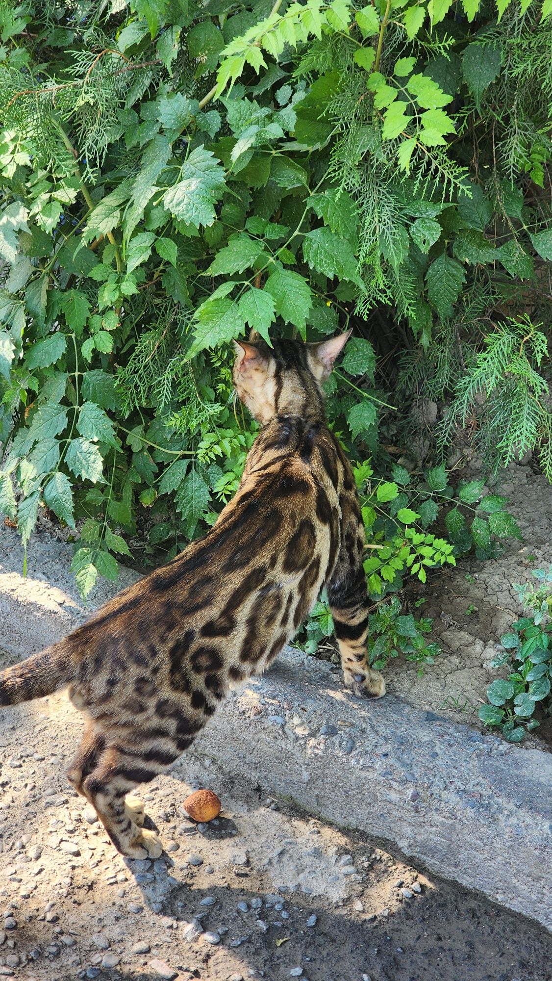 Бенгальский кот 3 года
