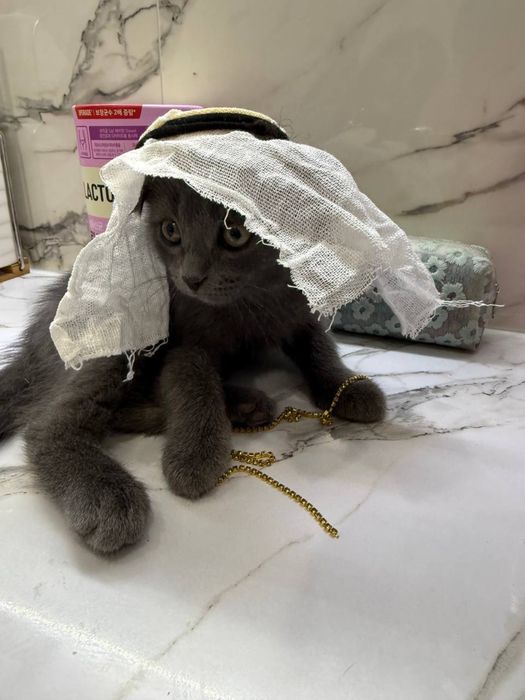 Scottish Fold(шотландские вислоухие )