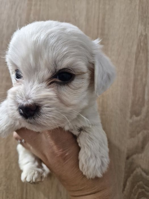 Bishon mini toy - 1000 lei