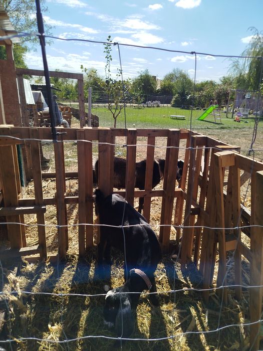 Piese unice la preț redus