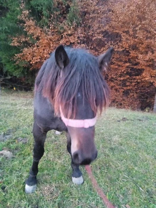 Manz de 1 an si 5 luni