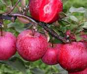 Pomi Fructiferi  Deosebiti