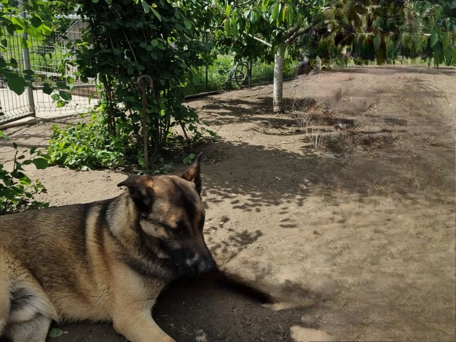 Câine ciobănesc german