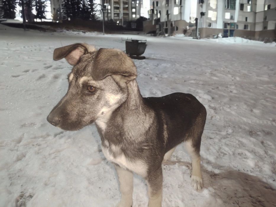 Отдам щенка даром