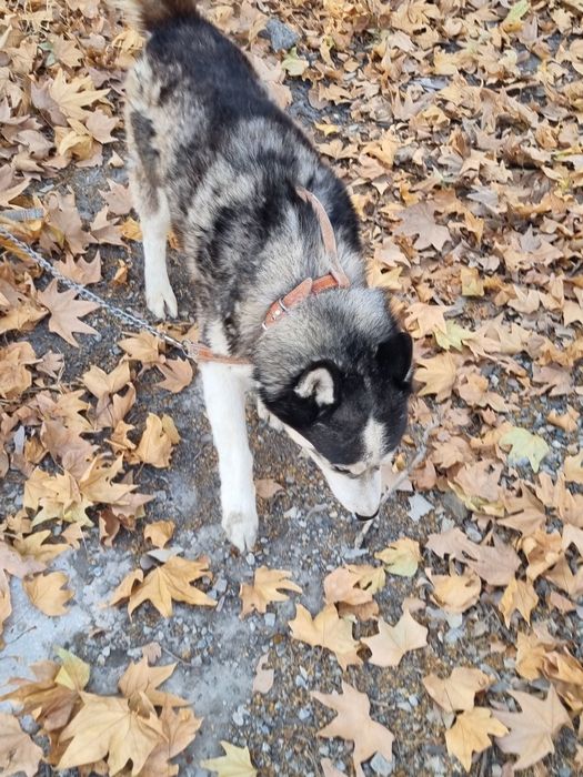 Сибир Хаски сотилади