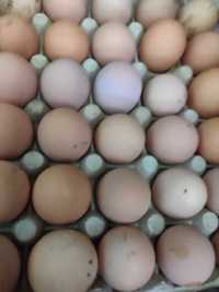 Oua de găină bio