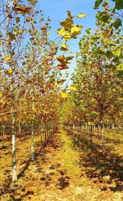 Platani, stejar, mesteacan