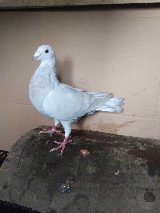 Porumbei reduced și Dominant Opal  de vânzare