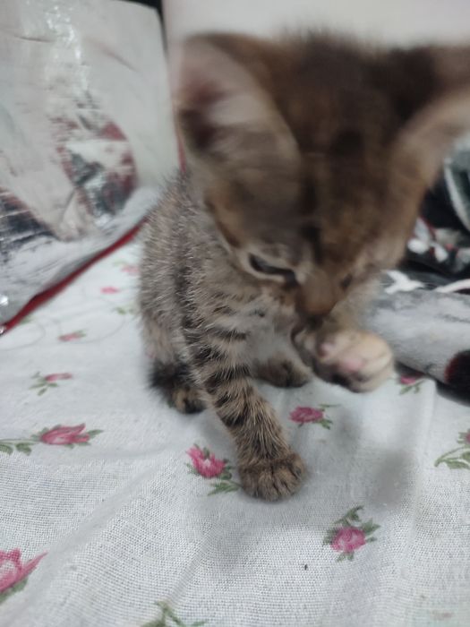 Dau către adopție  3 pisicute