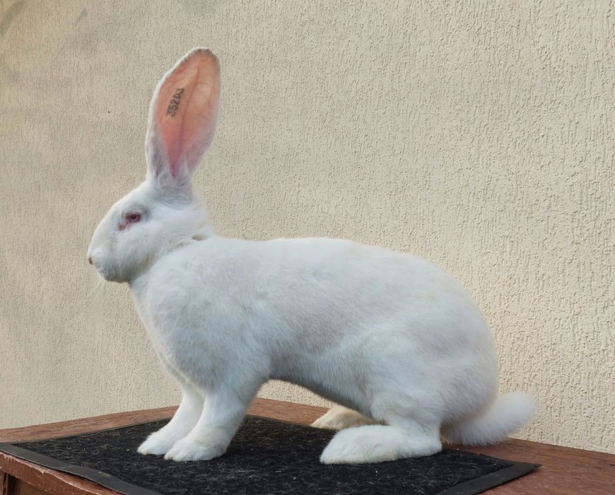 Iepuri uriași germani albi mascul și femela