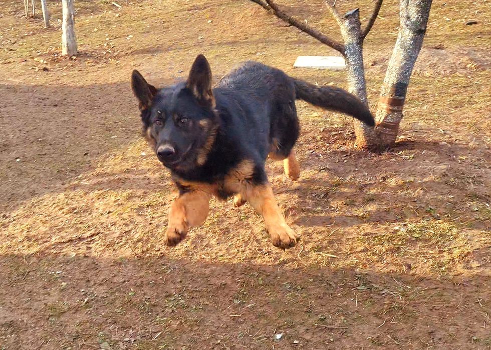 Ciobanesc german linie de lucru