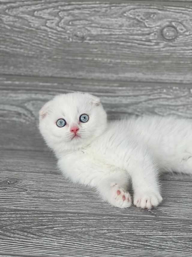 Motănel de elită cu ochi albaștri, rasa Scottish Fold - Pedigree