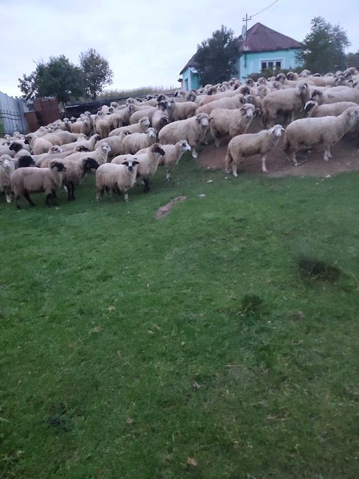 Vând 250 de oi țurcane