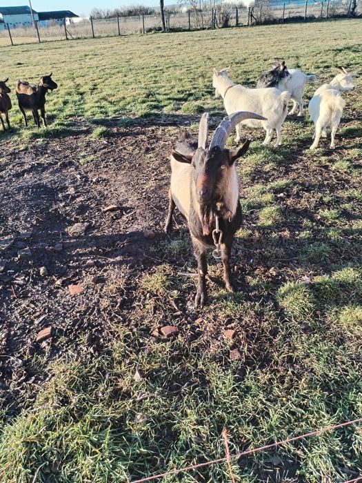 Vând țap alpin francez pur