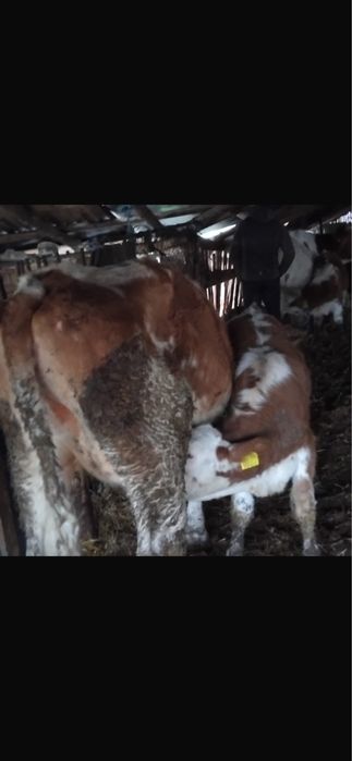 Vand vaca la prima fatare