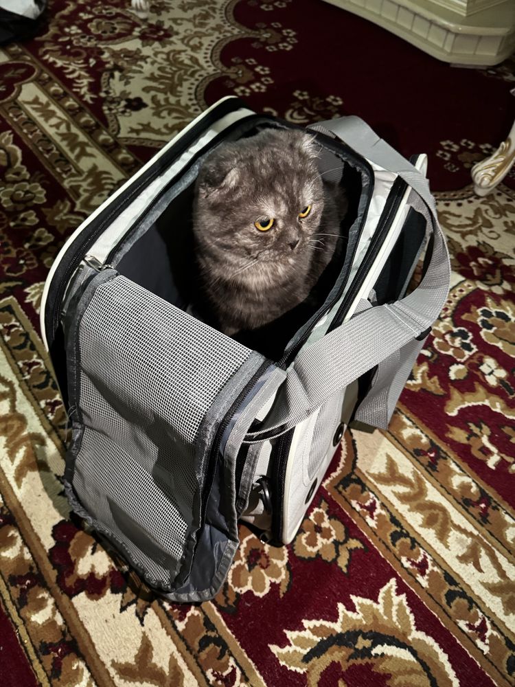Ищем кошку для вязки с шотландским вислоухим котом
