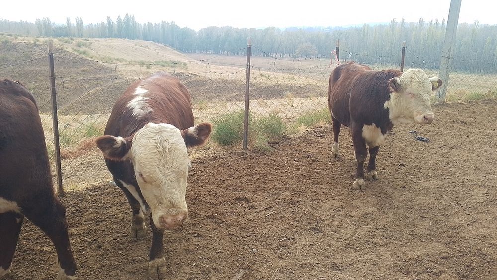 Ишчилар керак чорва фермага 35 бош мол бор