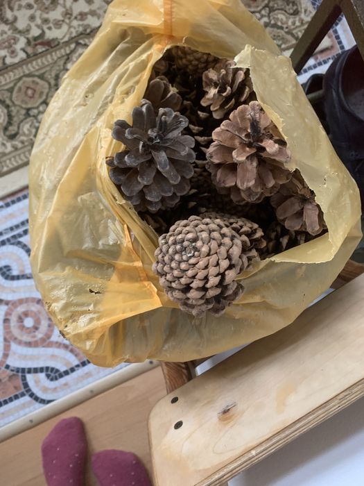 Шишки шишки шишки