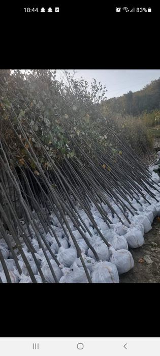 Vând plante ornamentale