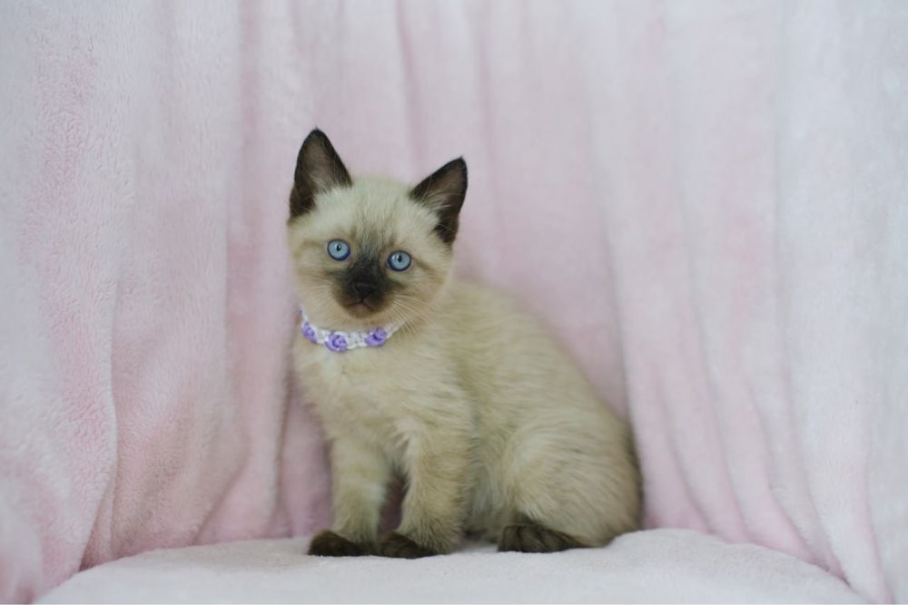Сиамские котята мальчики