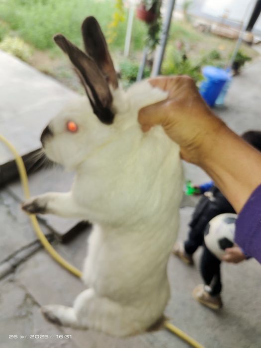 Чистокровный Калифорния 4 шт вместе 2- клетками.