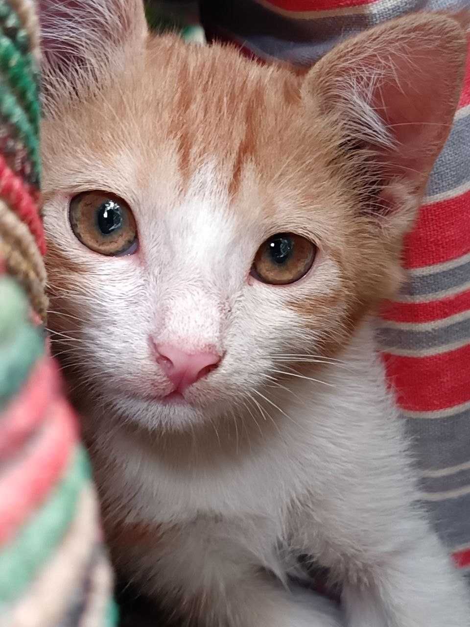 ищем дом котёнку