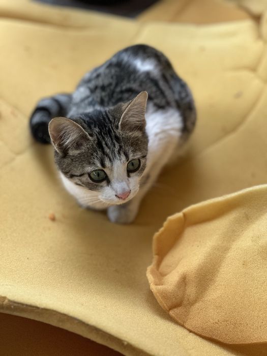 Отдам котят в добрые руки ! (Девочки)