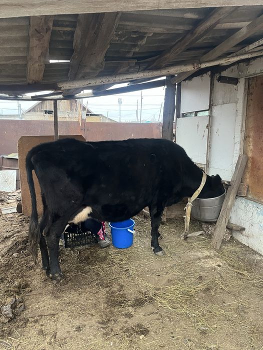 Сауын сиыр сатылады