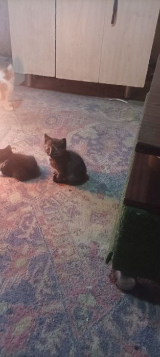 Отдам животных в добрые руки