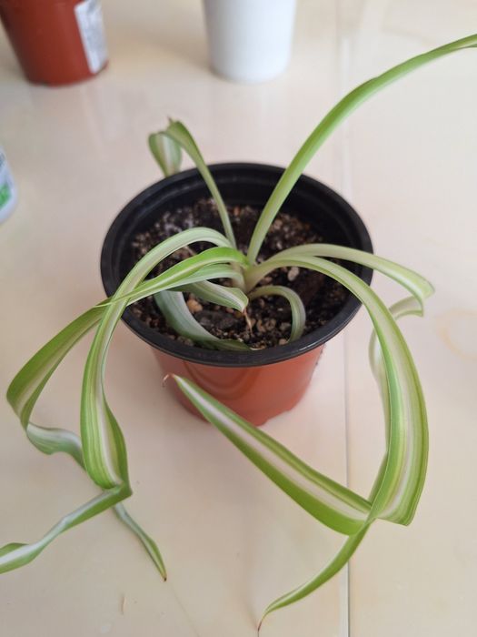 Продам ростки комнатных цветов