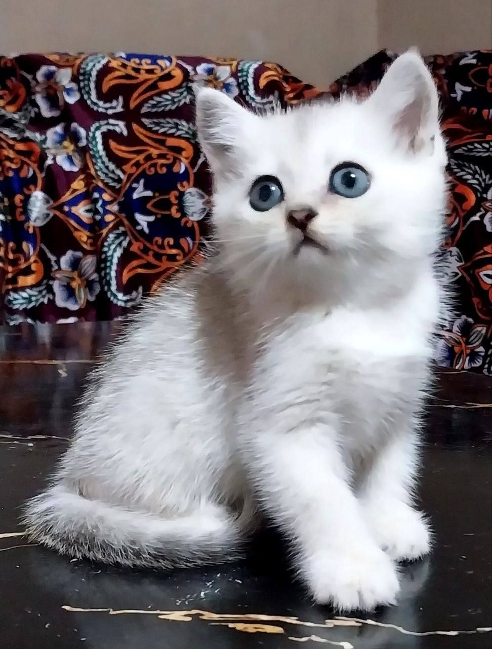 Serebro shinshila toza qon