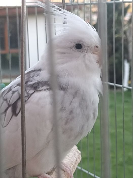 Хотел за папагали и други любимци