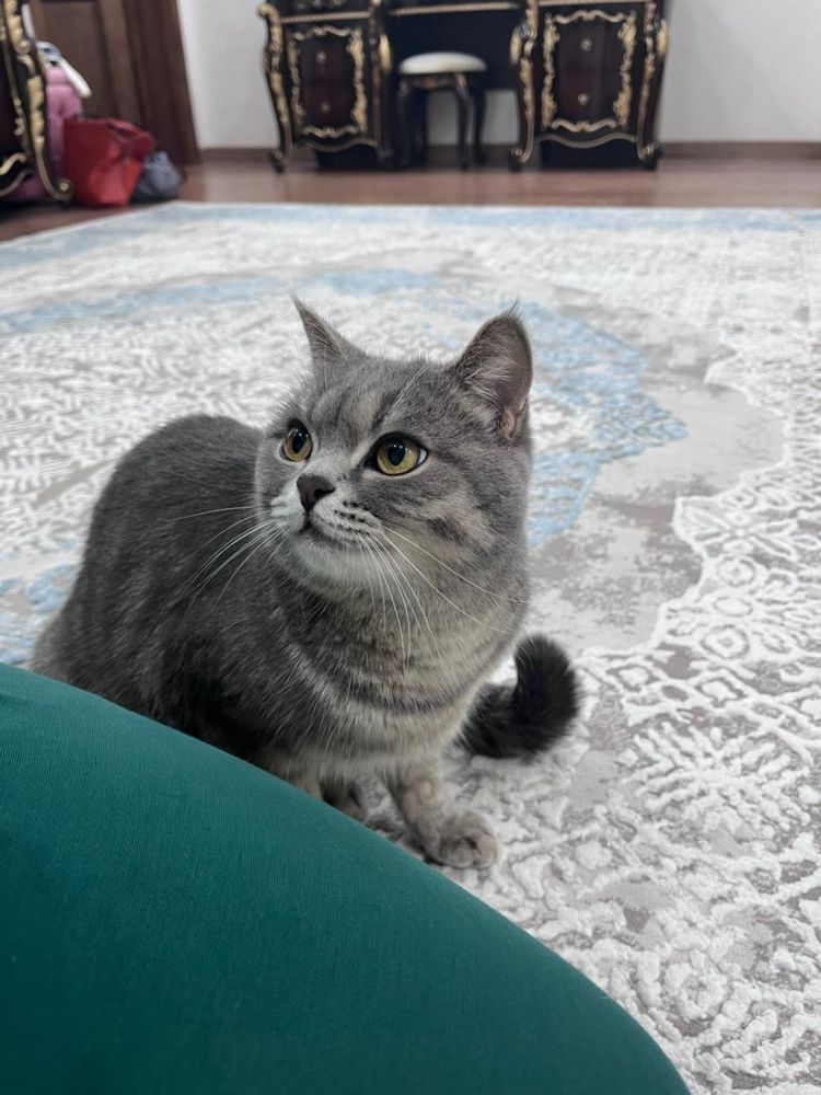 Отдам добрую и ласковую кошку