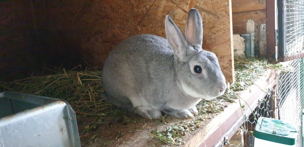 Vand iepuri rex pitic chinchilla