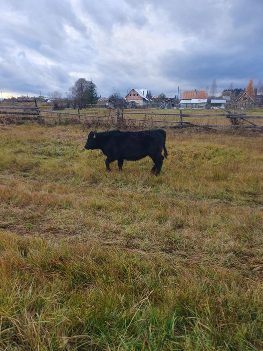 Vitele Angus 6-8 luni  de vanzare