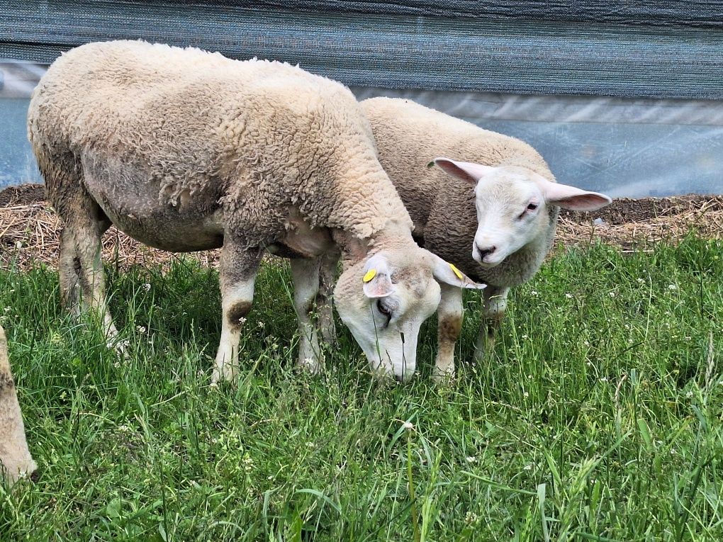 Oi texel de vanzare.