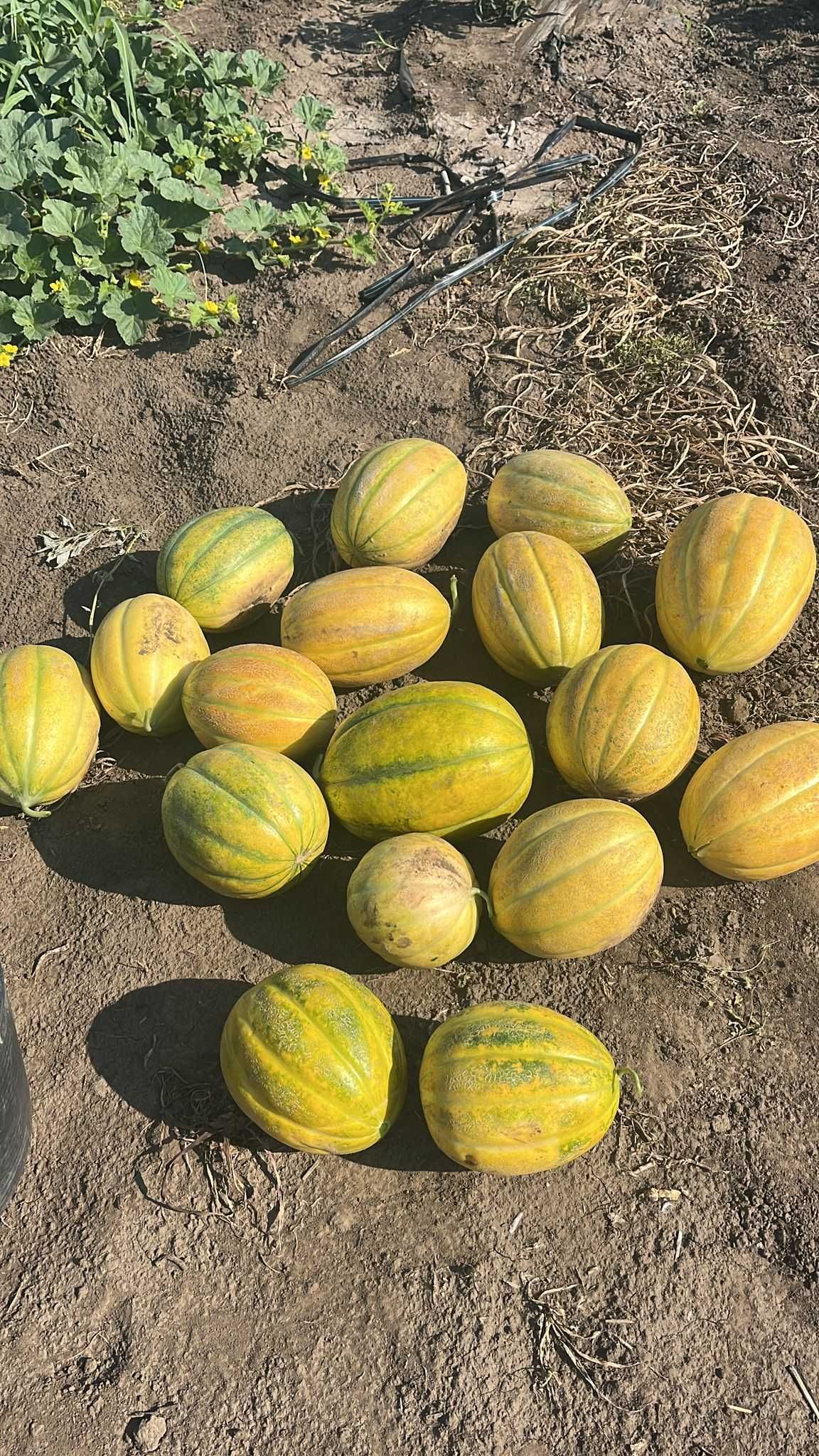 Pepeni  verzi Mirsini si pepeni galbeni...foarte dulci